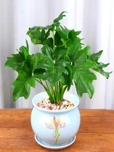 鄞州花木租赁公司 鄞州花木租赁公司